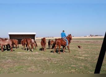 Tennessee walking horse, Ruin, 10 Jaar, 160 cm, Roodvos