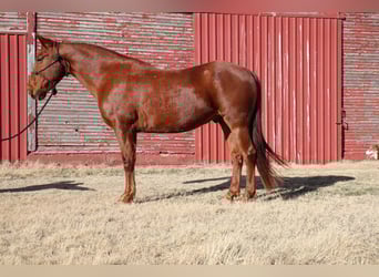Tennessee walking horse, Ruin, 10 Jaar, 160 cm, Roodvos