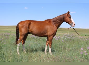 Tennessee walking horse, Ruin, 10 Jaar, 163 cm, Donkere-vos