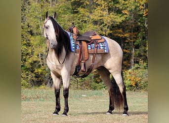 Tennessee walking horse, Ruin, 10 Jaar, 165 cm, Buckskin