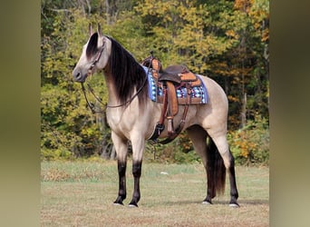 Tennessee walking horse, Ruin, 10 Jaar, 165 cm, Buckskin
