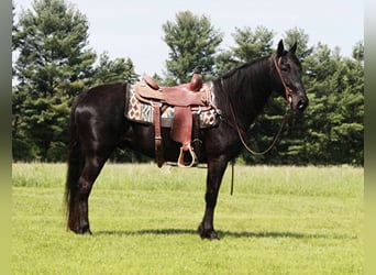 Tennessee walking horse, Ruin, 10 Jaar, Zwart