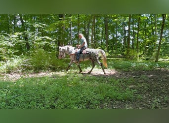 Tennessee walking horse, Ruin, 11 Jaar, 142 cm, Tobiano-alle-kleuren