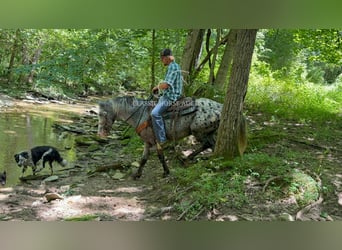 Tennessee walking horse, Ruin, 11 Jaar, 142 cm, Tobiano-alle-kleuren