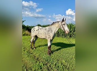 Tennessee walking horse, Ruin, 11 Jaar, 142 cm, Tobiano-alle-kleuren