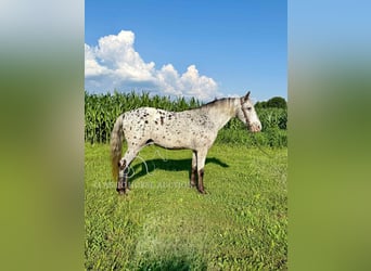 Tennessee walking horse, Ruin, 11 Jaar, 142 cm, Tobiano-alle-kleuren