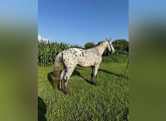 Tennessee walking horse, Ruin, 11 Jaar, 142 cm, Tobiano-alle-kleuren