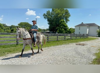 Tennessee walking horse, Ruin, 11 Jaar, 142 cm, Tobiano-alle-kleuren