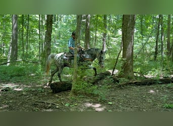 Tennessee walking horse, Ruin, 11 Jaar, 142 cm, Tobiano-alle-kleuren