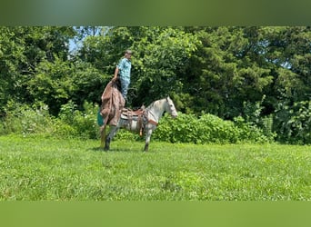Tennessee walking horse, Ruin, 11 Jaar, 142 cm, Tobiano-alle-kleuren