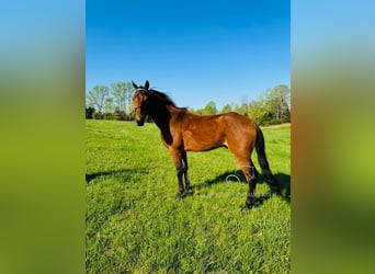 Tennessee walking horse, Ruin, 11 Jaar, 152 cm, Roodbruin