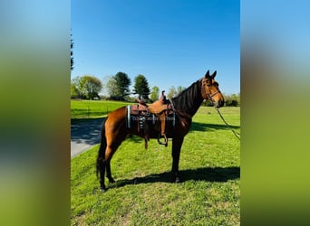 Tennessee walking horse, Ruin, 11 Jaar, 152 cm, Roodbruin