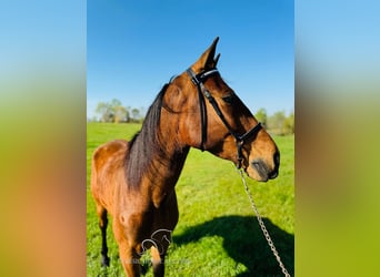 Tennessee walking horse, Ruin, 11 Jaar, 152 cm, Roodbruin