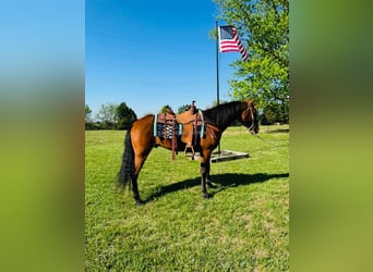 Tennessee walking horse, Ruin, 11 Jaar, 152 cm, Roodbruin