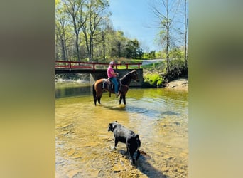 Tennessee walking horse, Ruin, 11 Jaar, 152 cm, Roodbruin