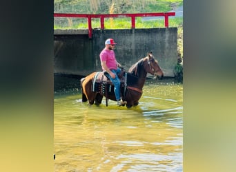 Tennessee walking horse, Ruin, 11 Jaar, 152 cm, Roodbruin