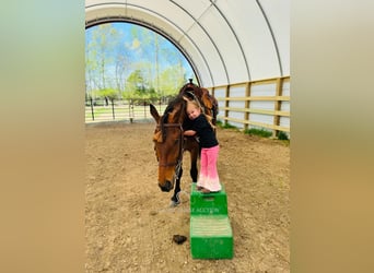 Tennessee walking horse, Ruin, 11 Jaar, 152 cm, Roodbruin