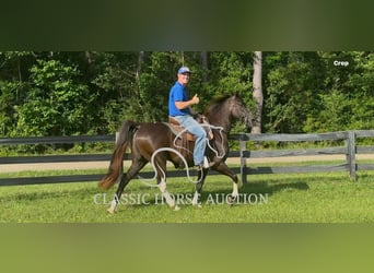 Tennessee walking horse, Ruin, 11 Jaar, 152 cm, Zwart