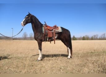 Tennessee walking horse, Ruin, 11 Jaar, 157 cm, Zwart
