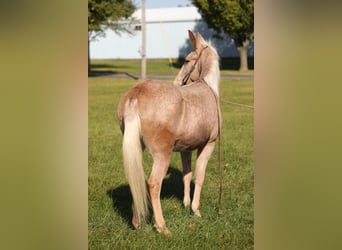 Tennessee walking horse, Ruin, 11 Jaar, Palomino