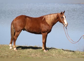 Tennessee walking horse, Ruin, 11 Jaar, Roodvos