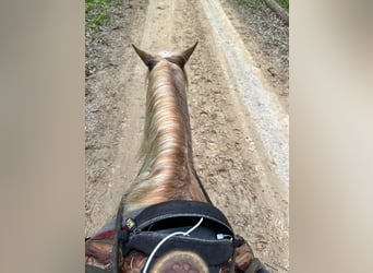 Tennessee walking horse, Ruin, 12 Jaar, 132 cm, Roan-Red