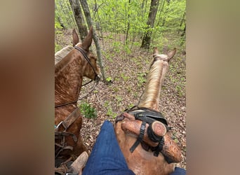 Tennessee walking horse, Ruin, 12 Jaar, 132 cm, Roan-Red