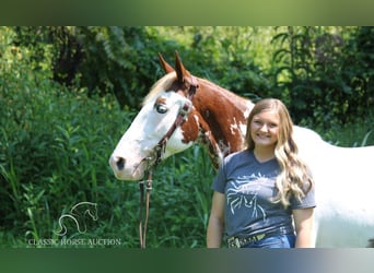 Tennessee walking horse, Ruin, 12 Jaar, 142 cm, Tobiano-alle-kleuren