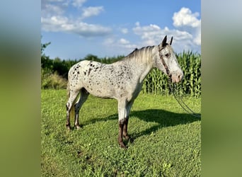 Tennessee walking horse, Ruin, 12 Jaar, 145 cm, Schimmel