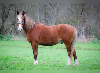 Tennessee walking horse, Ruin, 12 Jaar, 152 cm, Brown Falb schimmel