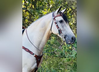 Tennessee walking horse, Ruin, 12 Jaar, 152 cm, Buckskin