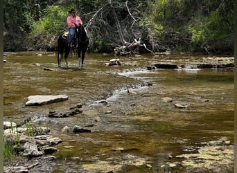 Tennessee walking horse, Ruin, 12 Jaar, 152 cm, Tobiano-alle-kleuren