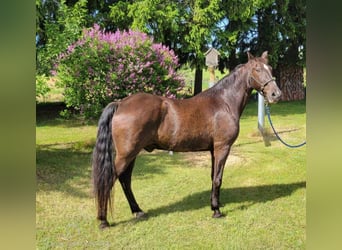 Tennessee walking horse, Ruin, 12 Jaar, 152 cm, Zwart