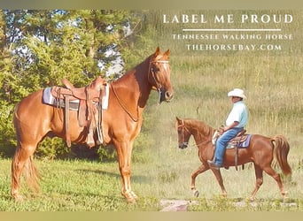 Tennessee walking horse, Ruin, 12 Jaar, 155 cm, Donkere-vos