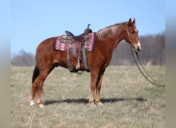 Tennessee walking horse, Ruin, 12 Jaar, 155 cm, Roodvos