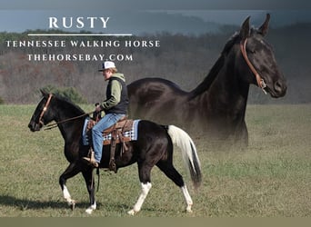 Tennessee walking horse, Ruin, 12 Jaar, 155 cm, Tobiano-alle-kleuren