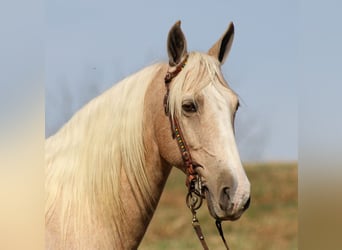 Tennessee walking horse, Ruin, 12 Jaar, 157 cm, Palomino