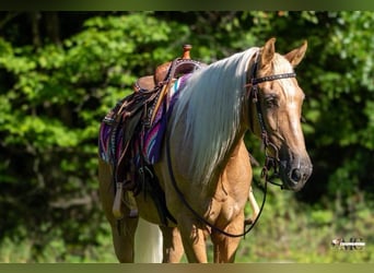 Tennessee walking horse, Ruin, 12 Jaar, 160 cm, Palomino