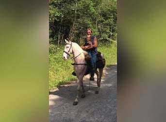 Tennessee walking horse, Ruin, 13 Jaar, 142 cm, Wit