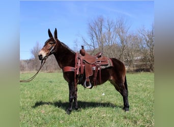 Tennessee walking horse, Ruin, 13 Jaar, 145 cm, Roodbruin