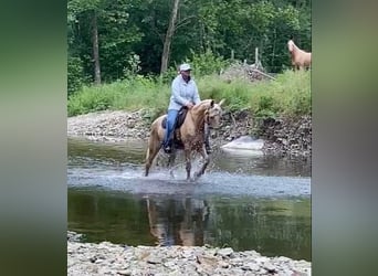 Tennessee walking horse, Ruin, 13 Jaar, 152 cm, Palomino