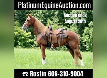 Tennessee walking horse, Ruin, 13 Jaar, 155 cm, Roodvos