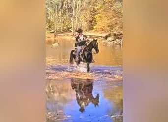 Tennessee walking horse, Ruin, 13 Jaar, 155 cm