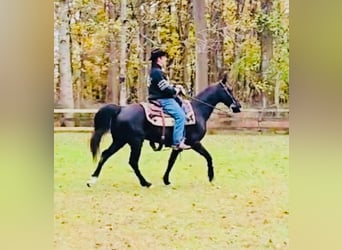 Tennessee walking horse, Ruin, 13 Jaar, 155 cm, Zwart