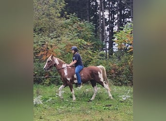Tennessee walking horse, Ruin, 14 Jaar, 152 cm, Tobiano-alle-kleuren