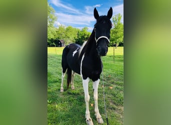 Tennessee walking horse, Ruin, 14 Jaar, 152 cm, Zwart