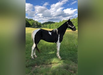 Tennessee walking horse, Ruin, 14 Jaar, 152 cm, Zwart