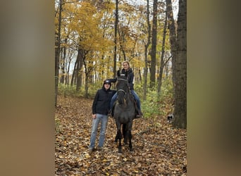 Tennessee walking horse, Ruin, 14 Jaar, 157 cm, Roan-Blue