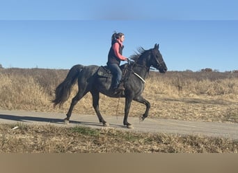 Tennessee walking horse, Ruin, 14 Jaar, 157 cm, Roan-Blue
