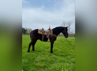 Tennessee walking horse, Ruin, 14 Jaar, Zwart